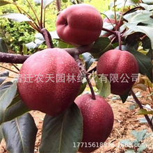 红啤梨树苗彩虹梨树南北方盆栽地栽果树种植当年结果库尔勒香梨树