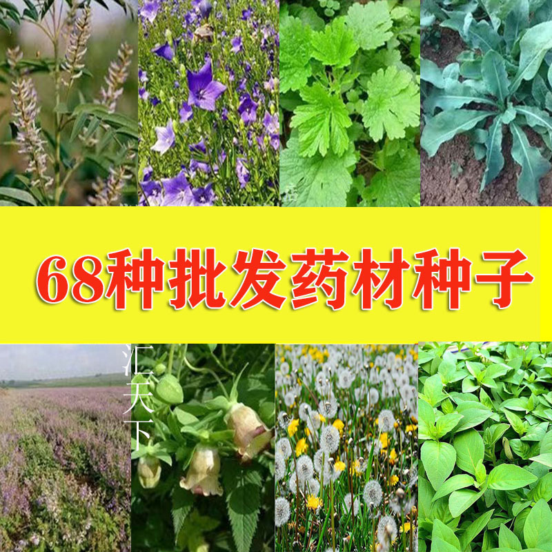 中草药材种子 板蓝根桔梗党参甘草益母草 四季播中药材天然营养