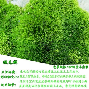 Moss Fresh Moss Plant Blossoming Moss Moss Micro Landscape Bonsai Paving Grass DIY Landscaping Grass Water and Land Direct Sales