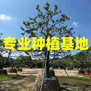 �F��ȫ����צ�F���� ��������б�h���ͼt���������l �KʽͥԺ�쾰