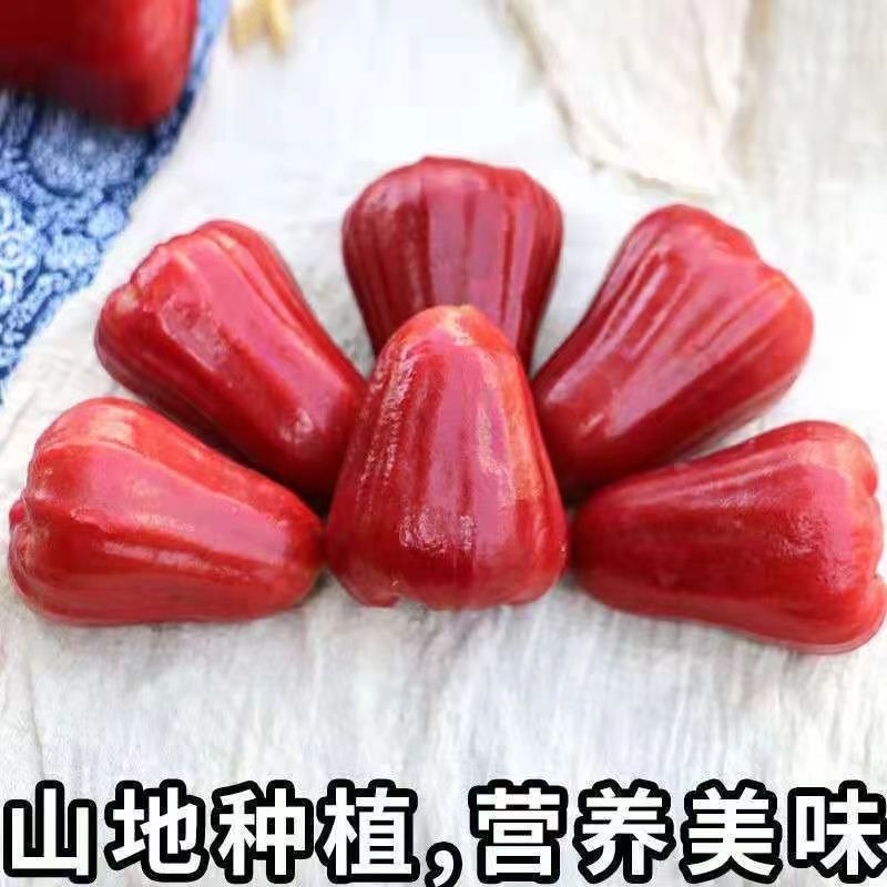 Hainan black金刚莲雾5 jin tropical wax apple fresh fruit, fairy fruit 1-3 jin, MOQ 1 pack free shipping