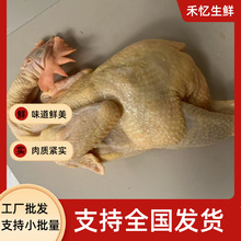 【推荐】散养深山土三黄鸡肉走地笨鸡新鲜整只鸡炖汤滋补鸡汤商用