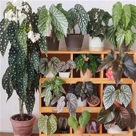 蓝诺 竹节秋海棠集① 室内桌面耐阴绿植盆栽花卉基本批发一件代发