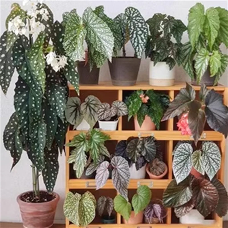 Lannuo Bamboo Begonia Collection ① Indoor Desktop Shade-Tolerant Green Plants Potted Flowers Basic Wholesale Dropshipping