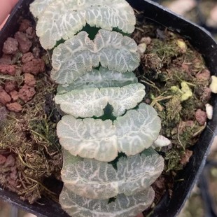 Japanese Green Plant Potted Landscape Succulent Wholesale Agave Cactus Soft Leaf Twelve