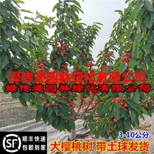 车厘子树苗特大樱桃树带土球地栽庭院盆栽南方北方种植樱桃苗果树