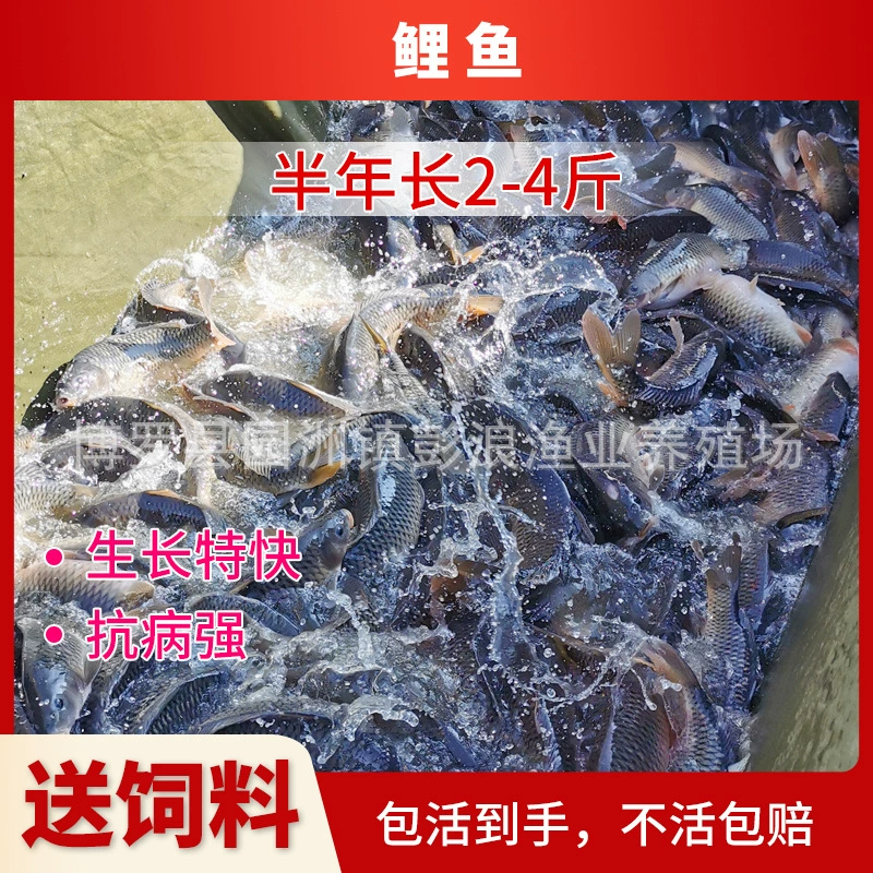 Готовые к продаже карповые щупальца, карповые щупальца Jian, карповые щупальца Feng, быстрорастущие и высокоплодородные карповые щупальца для выпуска в природу.