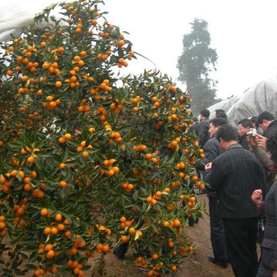 广西地区用金桔膜砂糖桔膜长寿金桔膜砂糖桔膜茂金属