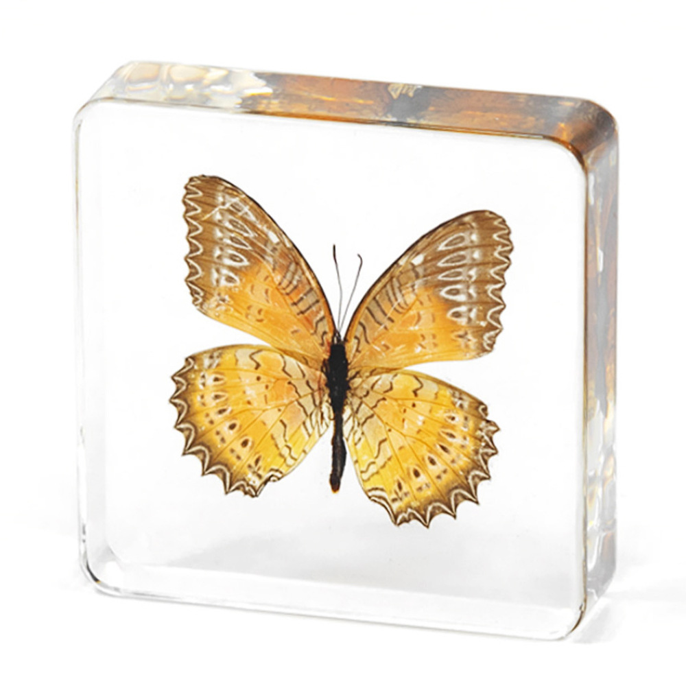 7.5CM 붉은 톱 나비