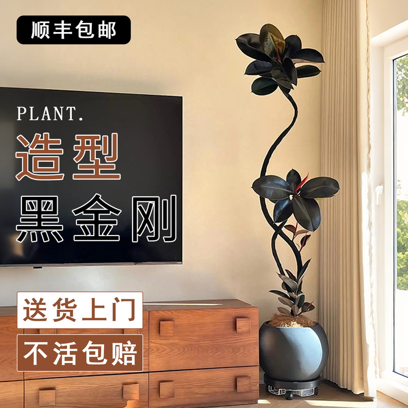 Black Diamond Rubber Tree, a High-End Large Potted Plant for the Living Room, with a Luxurious Feel, Suitable for the Office, Easy to Maintain Black Diamond Rubber Tree, a High-End Large Potted Plant for the Living Room, with a Luxurious Feel, Suitable for the Office, Easy to Maintain