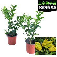 V|ֹǧָ㙴șõԷָ԰]