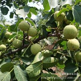 基地直售核桃苗 皮薄肉多品种多样香玲核桃 量大优惠品质保障