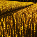 Led пшеница свет фестиваль пейзаж свет сад патио газон декоративный вставленный свет на открытом воздухе инжиниринг Скрасить моделирование свет