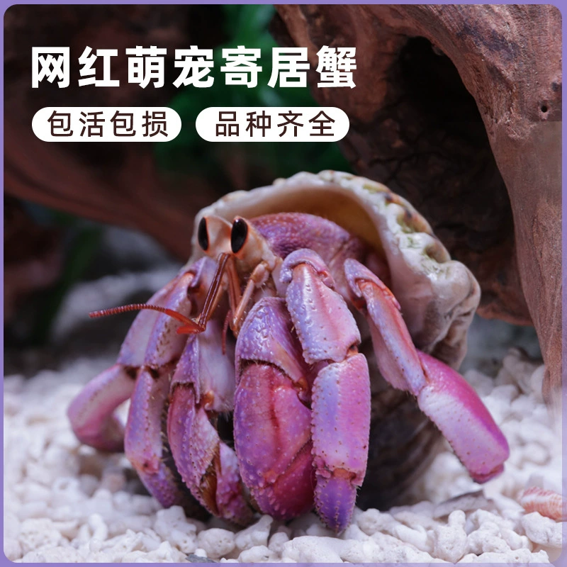 Милые домашние животные, наземные термиты-ракаты? (terrestrial hermit crabs)"