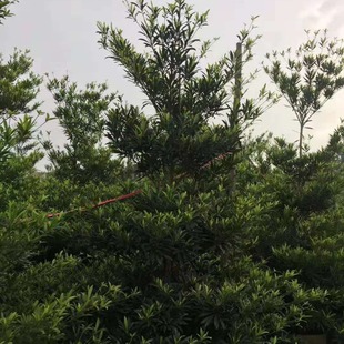 С��ľˮʯ�Ÿ�2.5-3�׺��϶�Ӣ�V�|��ɽ�������l