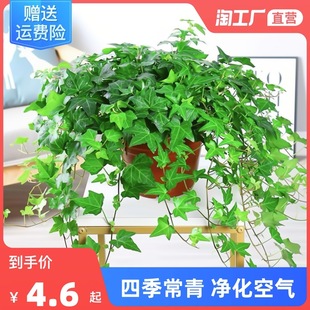 Four Seasons Ivy Green Plant Potted Hydroponic Plant Indoor Air Purification Formaldehyde-Absorbing Spider Orchid Climbing Vine Easy to Grow Florals
