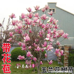 �e��ͥԺ�е��G���_������ľ���m�������Ե��Լ޽Ӽt�����S���m��