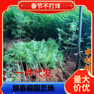 һ�����lˮɼ�����ɼ��ɼ��������ɼ��ɼˮɼ��ͥԺ���^�o���ϱ�