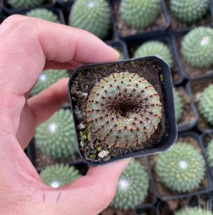 Leopard's Son Cactus 5.5cm Pot Reference Drag Pot Shipped Without Soil Succulent Plant Base Direct Sales Large Quantity