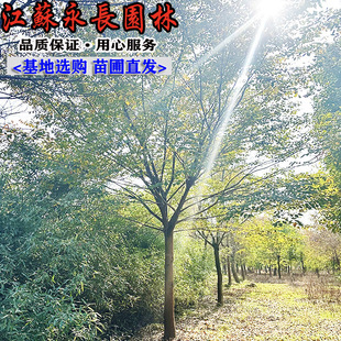 ���Թ����Θ���С�Θ��� �t�Θ���� Ҏ���Rȫ ����ă� �׳ɻ�