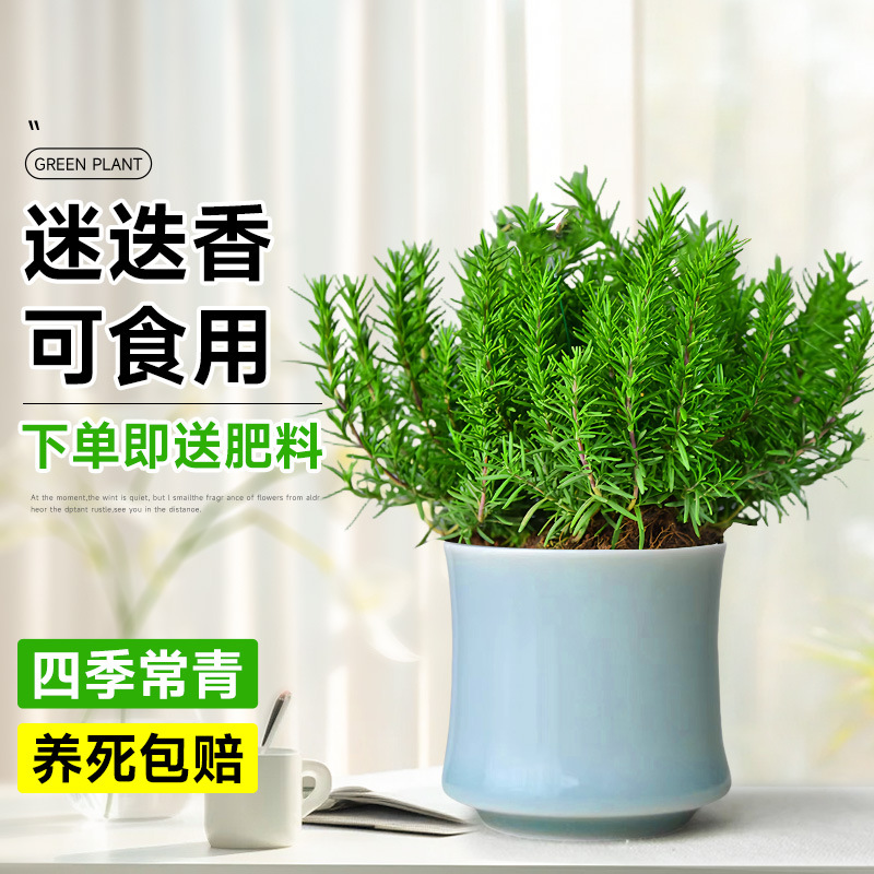 食品級迷迭香【竹節開片蘭盆】