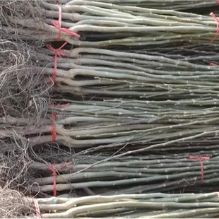 �޽Ӻ��Ҙ���8518��Ƥ��Ƥ�����Ϸ������Nֲ�F�ڵ������Ԯ���Y��