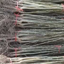 嫁接核桃树苗8518薄皮纸皮核桃南方北方种植现挖地栽盆栽当年结果