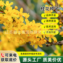 新采桂花种子桂花树种子金桂丹桂沉香桂朱砂桂四季桂花种桂花籽
