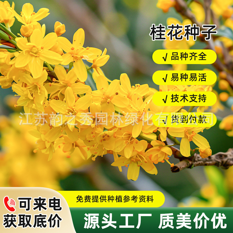 新采桂花种子桂花树种子金桂丹桂沉香桂朱砂桂四季桂花种桂花籽