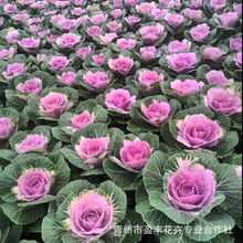 羽衣甘蓝山东青州大量供应冬季抗冻草花羽衣甘兰大盆小苗基地直发