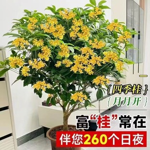 �𻨘������Ԏ������ļ��_�����ͺ������������̨ͥԺ��������