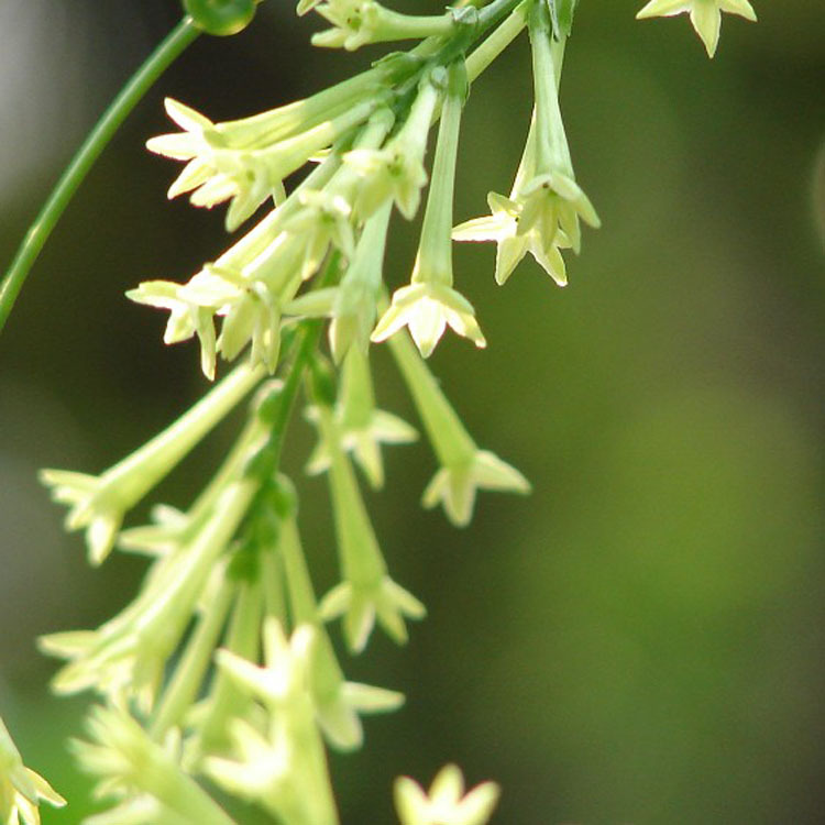 ҹ�����㾫�����㾫�������㾫����˪���㾫