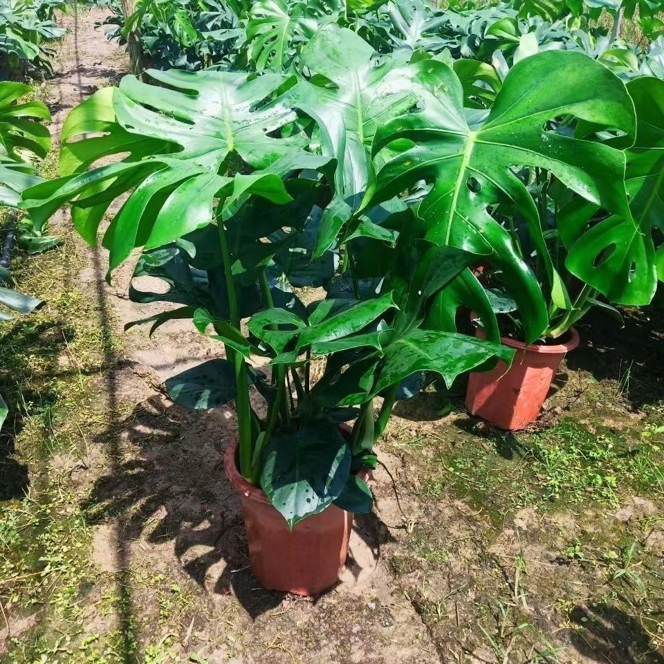 뜨거운 판매 2 몬스테라(높이 40-60)