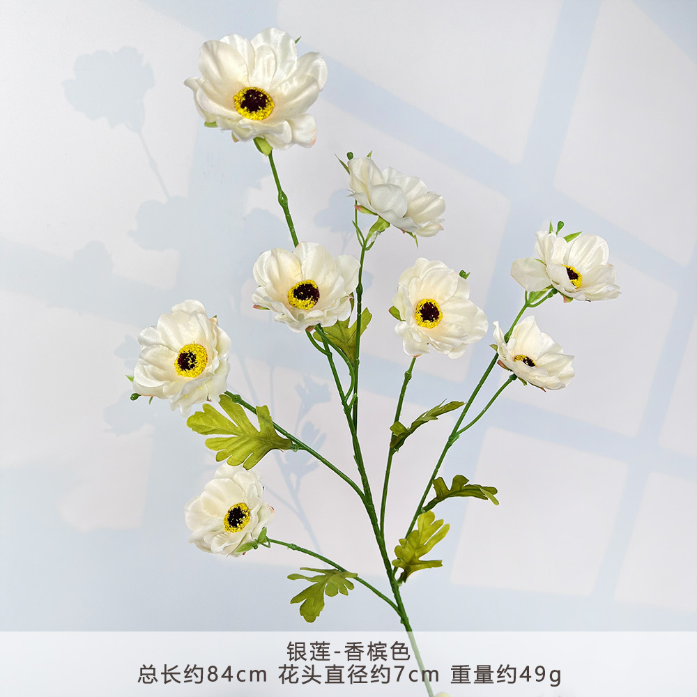 WP-银莲-香槟