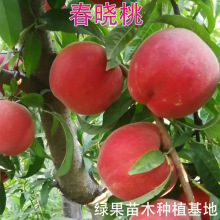 特早熟桃 春晓桃树苗 嫁接桃苗 园林苗木 果园种植 苗圃基地