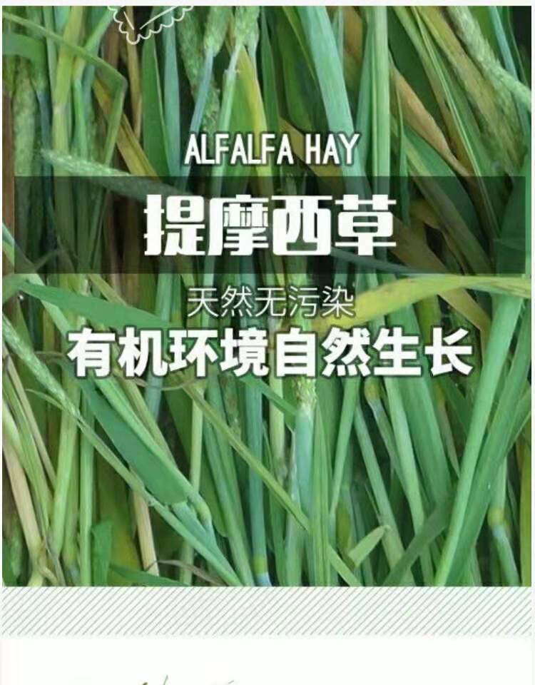 提摩西兔子兔粮兔兔龙猫牧豚鼠荷兰猪主粮兔饲料干苜蓿详情9