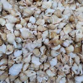 扭法螺 鱼缸水族箱装饰造景创意摆件地台摄影稀有螺礼物标本收藏