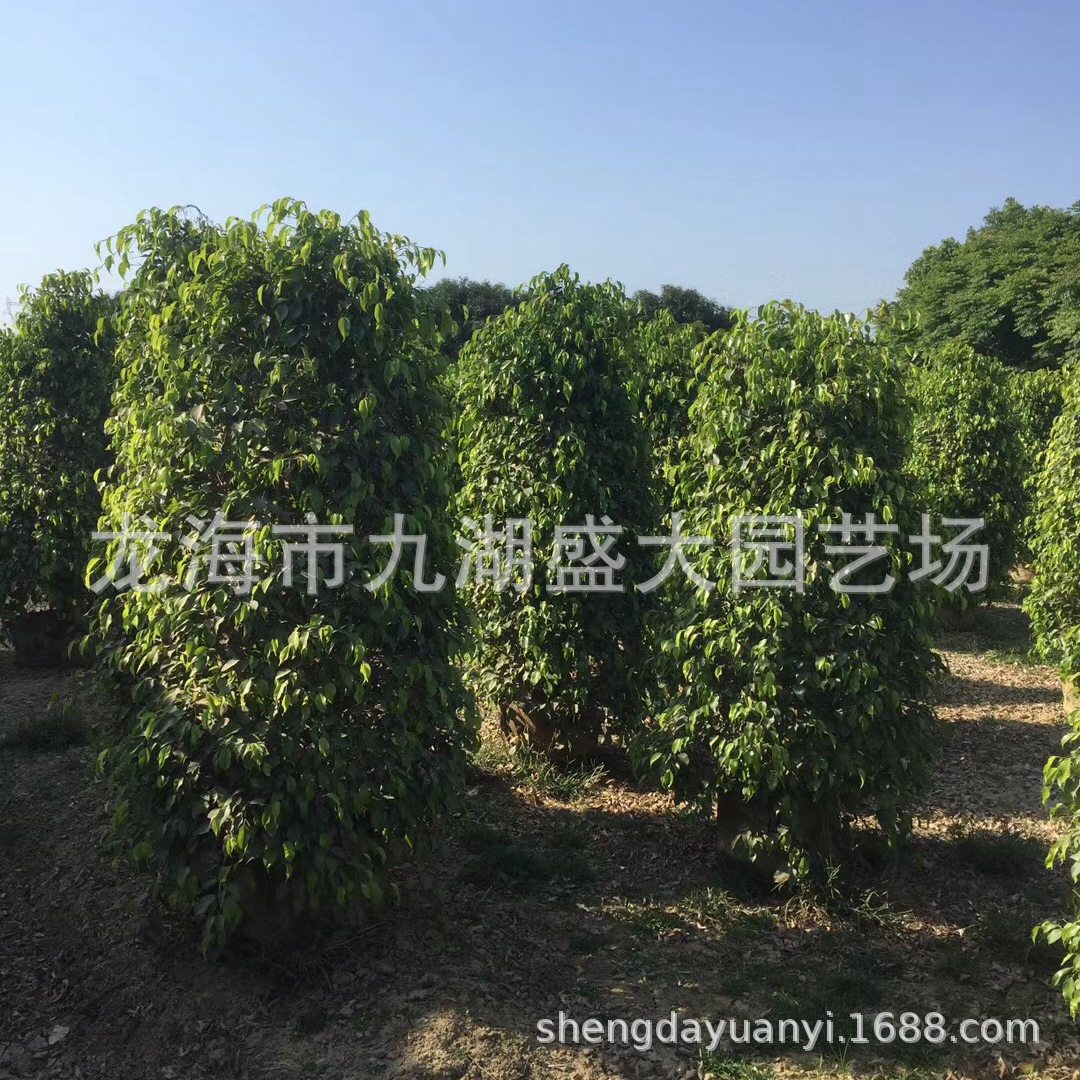 福建漳州批发垂叶榕 柱形垂叶榕价格 精品园林绿化行道树垂叶榕