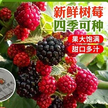 树莓种子南北方四季播种阳台盆栽小院种植简单高产水果果树种