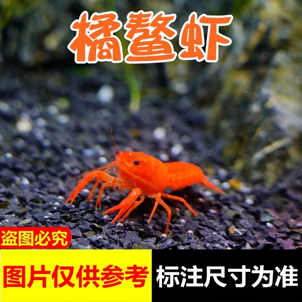 Florida Orange Prawn
