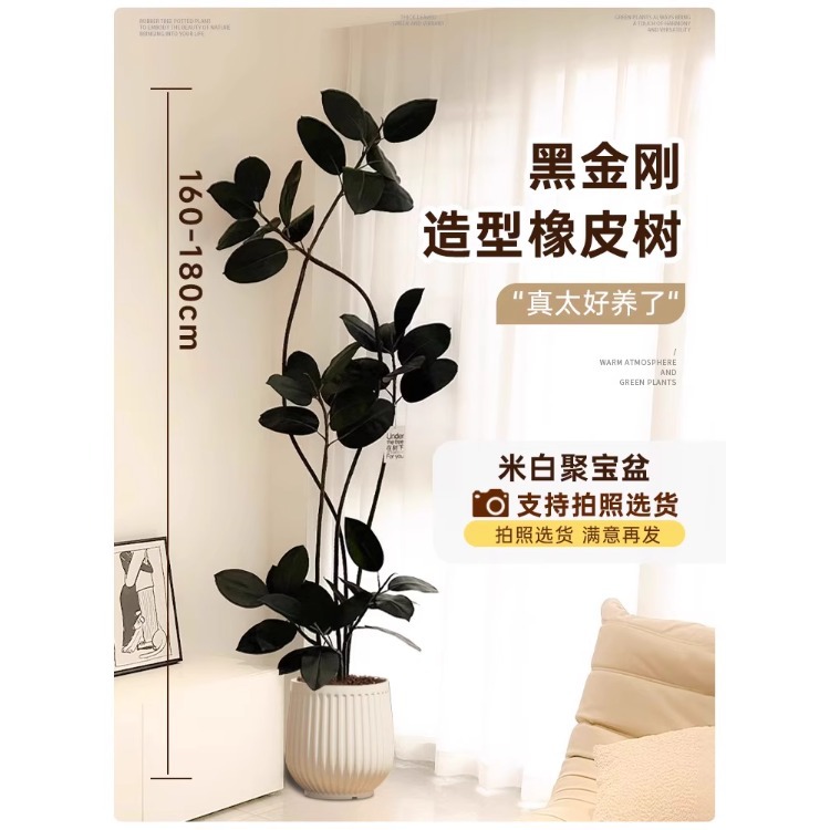 [크림스타일 추천] 스타일링 고무나무-1.6- 1.8m -오프화이트 풍요의 뿔-프리 트레이