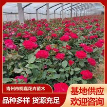 基地批发室内外阳台观花绿植物月季 四季红藤 蔷薇绿化玫瑰花苗