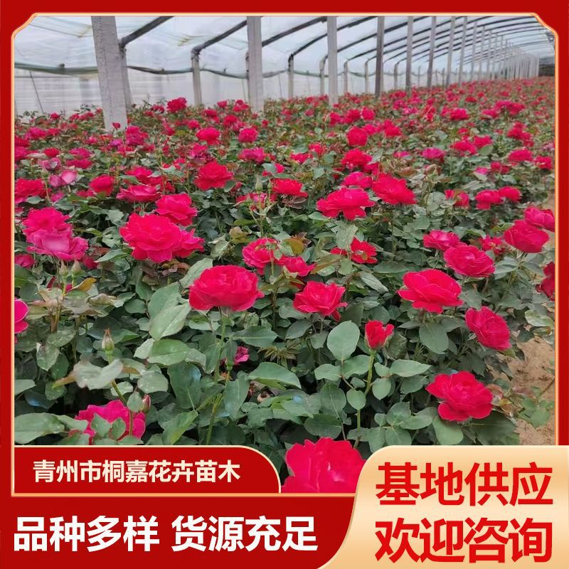 基地批发室内外阳台观花绿植物月季 四季红藤 蔷薇绿化玫瑰花苗