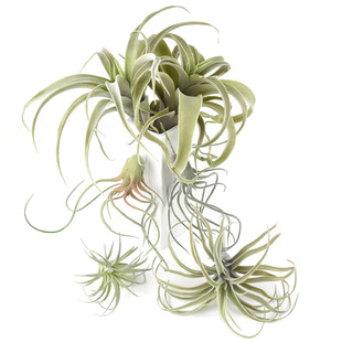 ����՚��P��ֲ�����zֲë�՚���҃ȶ�������bGֲ���^�ٻ��S