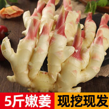 2025年现挖鲜姜嫩姜农家红芽可糖醋泡姜生姜嫩生姜顺丰包邮
