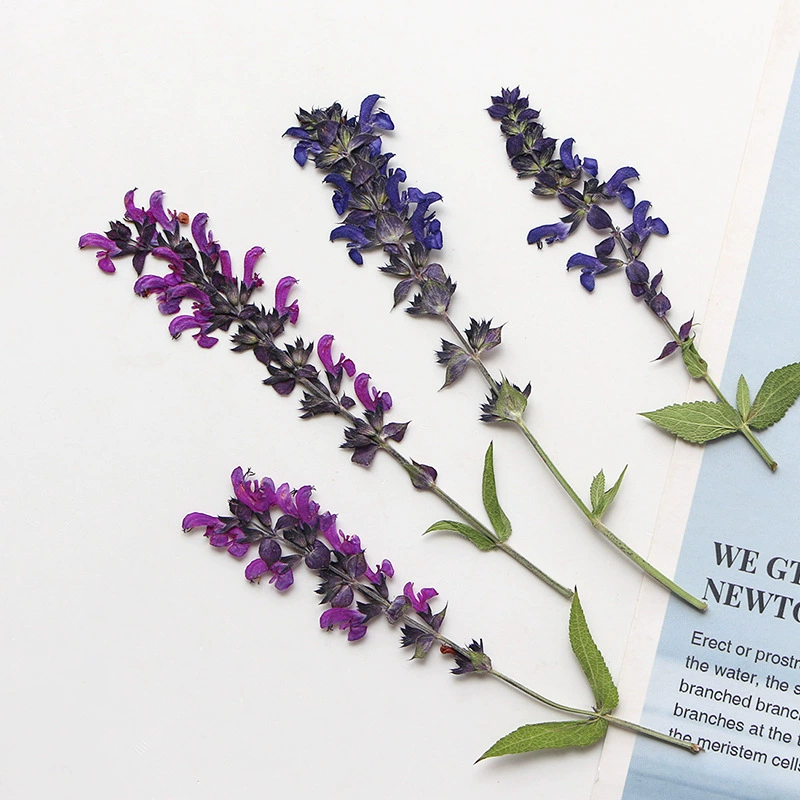 Многолетний шалфей сушеный цветок тисненый образец растения Закладка капля клей Битер цветок фоторамка настольная лампа DIY Материал оптовая продажа