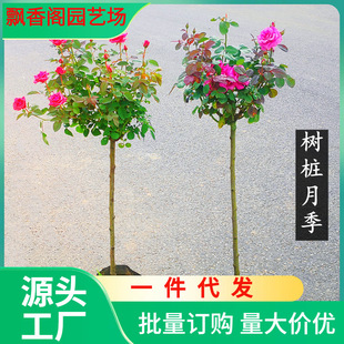 Dropshipping Tree Stump Rose Sapling Grafted Lollipop Tree-Shaped High-Pole Large Flower Multi-Color Rose Sapling All Year Round