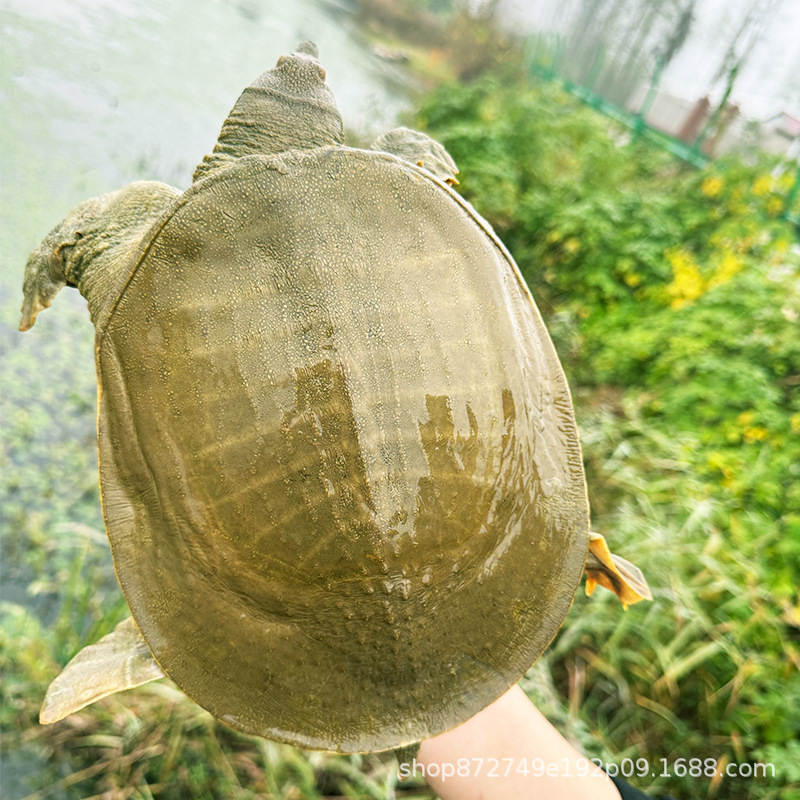 藕塘老甲鱼 鱼虾生态喂养大公甲  现抓甲鱼包邮包活老甲鱼鲜活