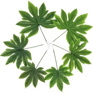 ins�L����˽ǽ�P�~ ���W�L�Gɫֲ�ɭϵ���~��c��Y�Ҿ��b�