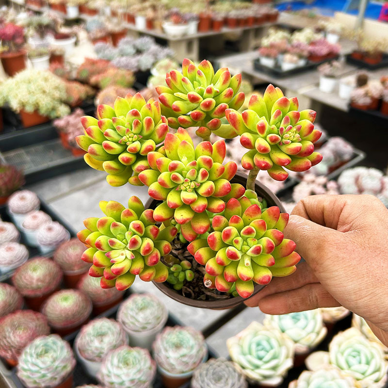 춘몽 루즈 그룹 10cm+